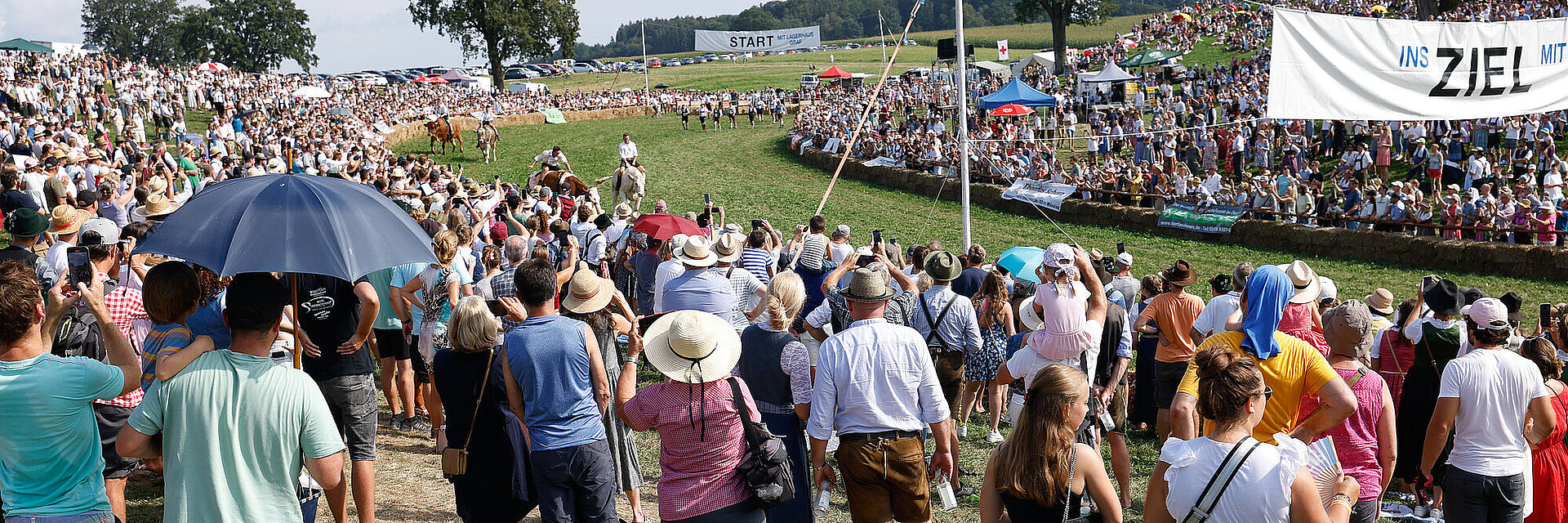 Viele Menschen auf einem grünen Feld, die bei einem Ochsenrennen zusehen