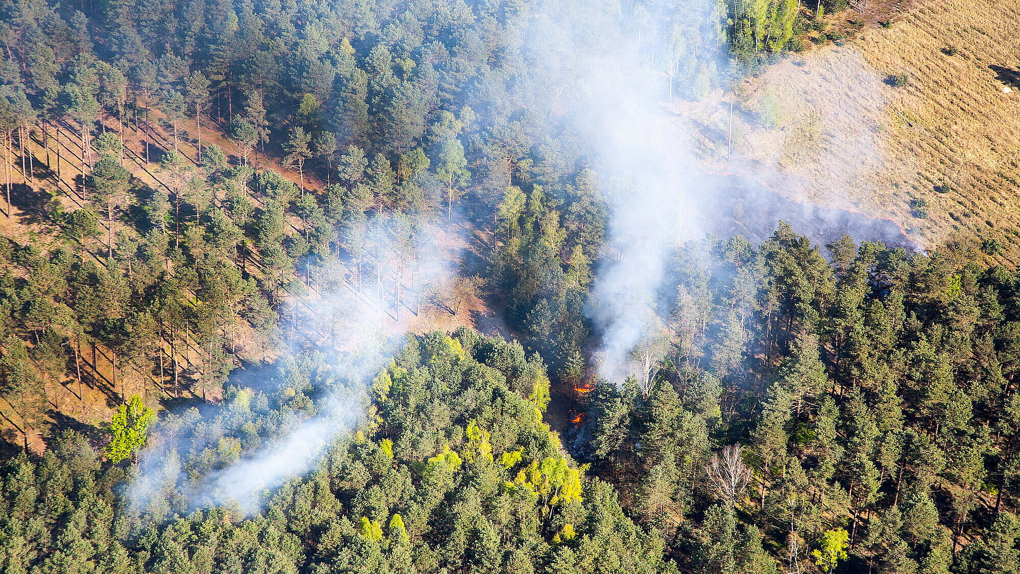 Rauch und vereinzelte Flammen in brennendem Mischwald, Luftaufnahme