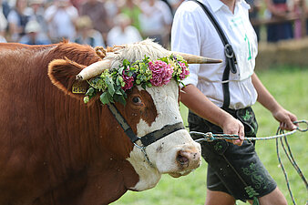 Geführter Bulle mit Kopfschmuck aus Blumen beim Münsinger Ochsenrennen
